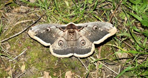 Réf. 257 397 : Saturnia pyri